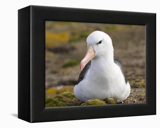 Black-browed Albatross. Falkland Islands-Martin Zwick-Framed Premier Image Canvas