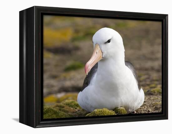 Black-browed Albatross. Falkland Islands-Martin Zwick-Framed Premier Image Canvas