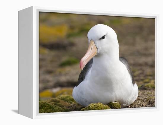 Black-browed Albatross. Falkland Islands-Martin Zwick-Framed Premier Image Canvas