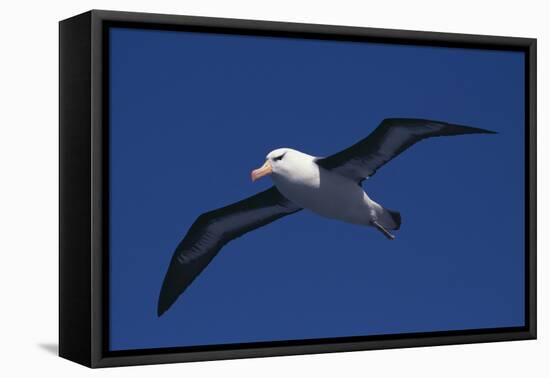 Black-Browed Albatross Flying-DLILLC-Framed Premier Image Canvas