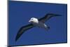 Black-Browed Albatross Flying-DLILLC-Mounted Photographic Print