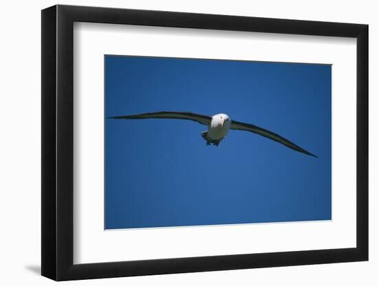 Black-Browed Albatross Flying-DLILLC-Framed Photographic Print