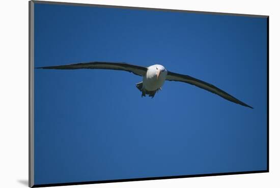 Black-Browed Albatross Flying-DLILLC-Mounted Photographic Print