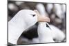 Black-Browed Albatross Greeting Courtship Display. Falkland Islands-Martin Zwick-Mounted Photographic Print