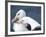 Black-Browed Albatross Greeting Courtship Display. Falkland Islands-Martin Zwick-Framed Photographic Print