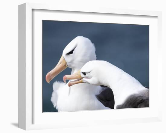 Black-Browed Albatross Greeting Courtship Display. Falkland Islands-Martin Zwick-Framed Photographic Print