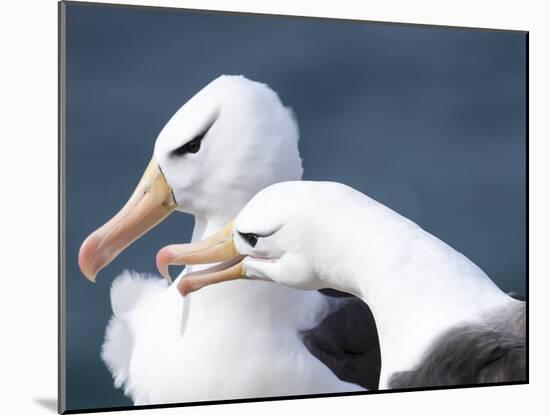 Black-Browed Albatross Greeting Courtship Display. Falkland Islands-Martin Zwick-Mounted Photographic Print