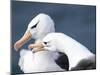 Black-Browed Albatross Greeting Courtship Display. Falkland Islands-Martin Zwick-Mounted Photographic Print