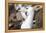 Black-Browed Albatross Greeting Courtship Display. Falkland Islands-Martin Zwick-Framed Premier Image Canvas