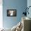 Black-Browed Albatross Greeting Courtship Display. Falkland Islands-Martin Zwick-Framed Premier Image Canvas displayed on a wall