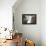 Black-Browed Albatross Greeting Courtship Display. Falkland Islands-Martin Zwick-Framed Premier Image Canvas displayed on a wall