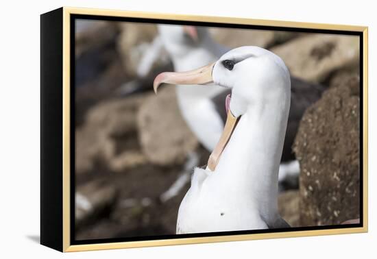 Black-Browed Albatross Greeting Courtship Display. Falkland Islands-Martin Zwick-Framed Premier Image Canvas