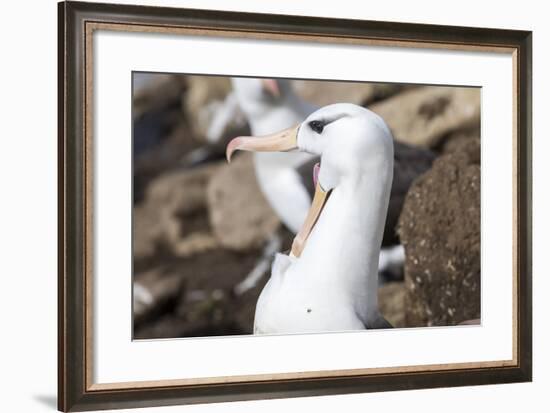 Black-Browed Albatross Greeting Courtship Display. Falkland Islands-Martin Zwick-Framed Photographic Print