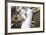 Black-Browed Albatross Greeting Courtship Display. Falkland Islands-Martin Zwick-Framed Photographic Print