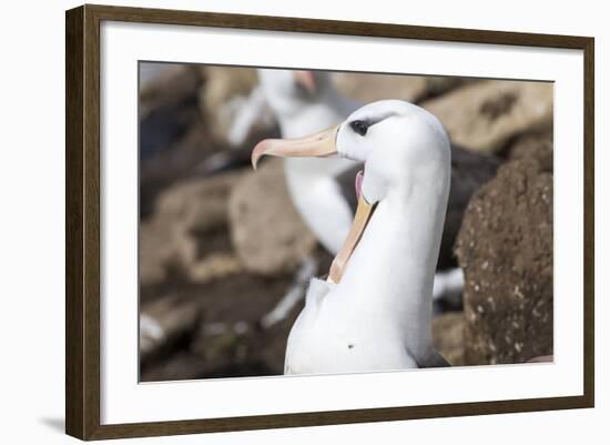 Black-Browed Albatross Greeting Courtship Display. Falkland Islands-Martin Zwick-Framed Photographic Print