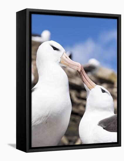 Black-Browed Albatross Greeting Courtship Display. Falkland Islands-Martin Zwick-Framed Premier Image Canvas