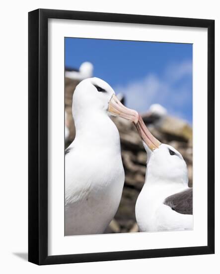 Black-Browed Albatross Greeting Courtship Display. Falkland Islands-Martin Zwick-Framed Photographic Print