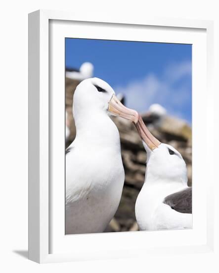 Black-Browed Albatross Greeting Courtship Display. Falkland Islands-Martin Zwick-Framed Photographic Print