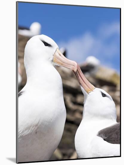 Black-Browed Albatross Greeting Courtship Display. Falkland Islands-Martin Zwick-Mounted Photographic Print