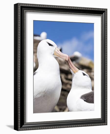 Black-Browed Albatross Greeting Courtship Display. Falkland Islands-Martin Zwick-Framed Photographic Print