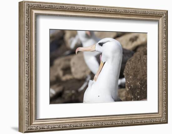 Black-Browed Albatross Greeting Courtship Display. Falkland Islands-Martin Zwick-Framed Photographic Print