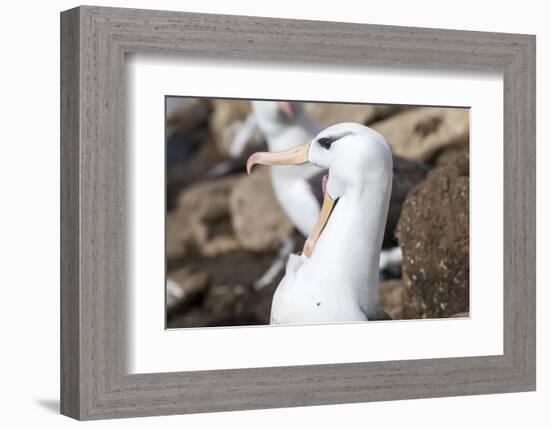 Black-Browed Albatross Greeting Courtship Display. Falkland Islands-Martin Zwick-Framed Photographic Print