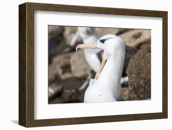 Black-Browed Albatross Greeting Courtship Display. Falkland Islands-Martin Zwick-Framed Photographic Print