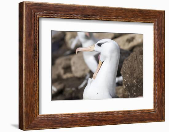 Black-Browed Albatross Greeting Courtship Display. Falkland Islands-Martin Zwick-Framed Photographic Print