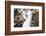 Black-Browed Albatross Greeting Courtship Display. Falkland Islands-Martin Zwick-Framed Photographic Print