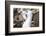 Black-Browed Albatross Greeting Courtship Display. Falkland Islands-Martin Zwick-Framed Photographic Print