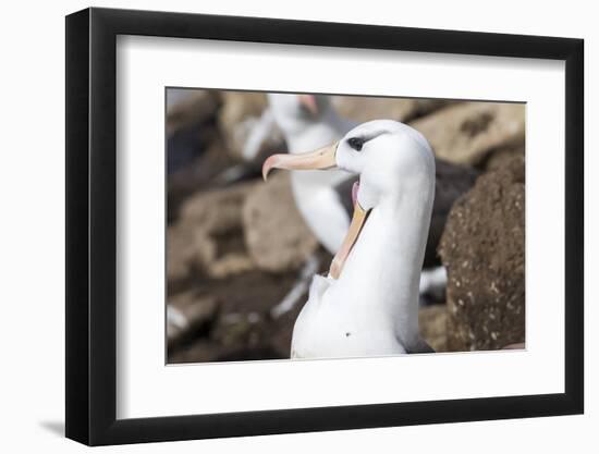 Black-Browed Albatross Greeting Courtship Display. Falkland Islands-Martin Zwick-Framed Photographic Print