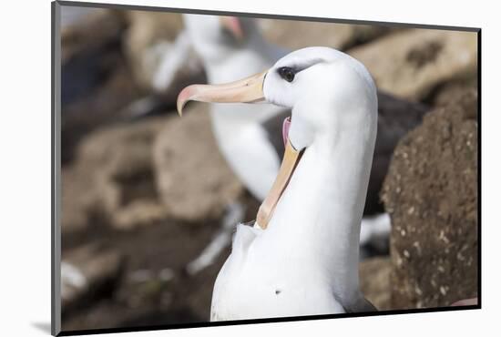 Black-Browed Albatross Greeting Courtship Display. Falkland Islands-Martin Zwick-Mounted Photographic Print