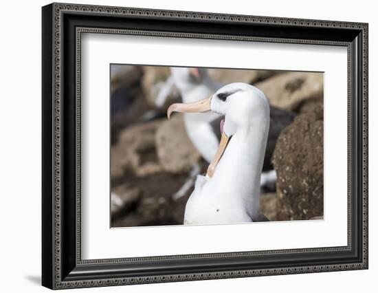 Black-Browed Albatross Greeting Courtship Display. Falkland Islands-Martin Zwick-Framed Photographic Print