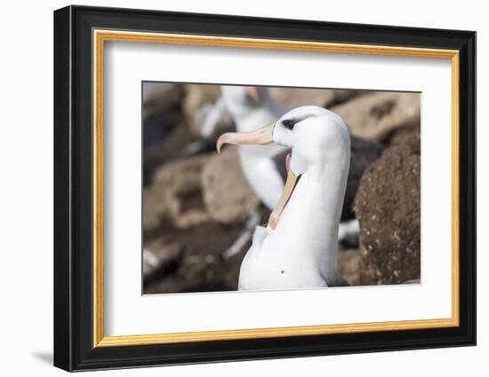 Black-Browed Albatross Greeting Courtship Display. Falkland Islands-Martin Zwick-Framed Photographic Print