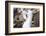 Black-Browed Albatross Greeting Courtship Display. Falkland Islands-Martin Zwick-Framed Photographic Print