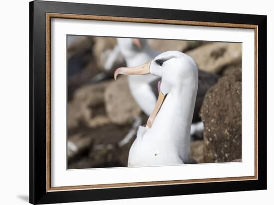 Black-Browed Albatross Greeting Courtship Display. Falkland Islands-Martin Zwick-Framed Photographic Print