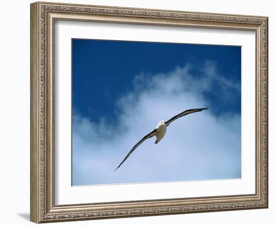 Black-Browed Albatross in Flight, Argentina-Charles Sleicher-Framed Photographic Print
