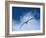 Black-Browed Albatross in Flight, Argentina-Charles Sleicher-Framed Photographic Print