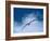 Black-Browed Albatross in Flight, Argentina-Charles Sleicher-Framed Photographic Print