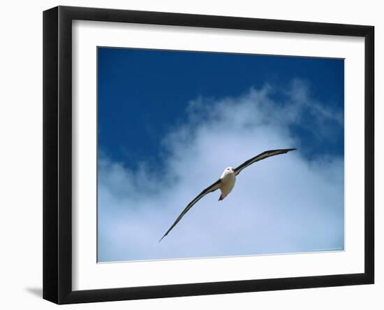 Black-Browed Albatross in Flight, Argentina-Charles Sleicher-Framed Photographic Print