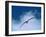 Black-Browed Albatross in Flight, Argentina-Charles Sleicher-Framed Photographic Print