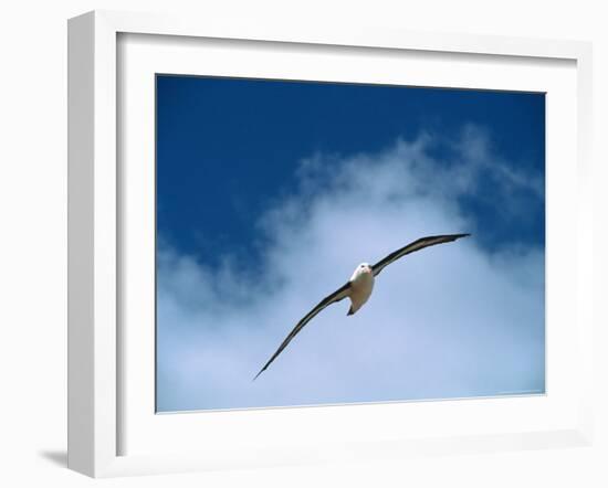Black-Browed Albatross in Flight, Argentina-Charles Sleicher-Framed Photographic Print