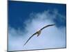 Black-Browed Albatross in Flight, Argentina-Charles Sleicher-Mounted Photographic Print