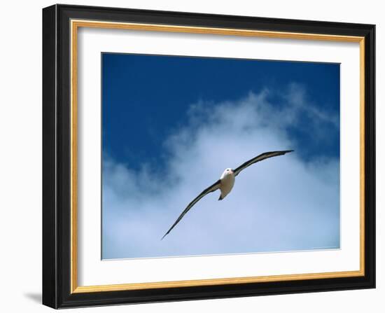 Black-Browed Albatross in Flight, Argentina-Charles Sleicher-Framed Photographic Print