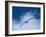 Black-Browed Albatross in Flight, Argentina-Charles Sleicher-Framed Photographic Print