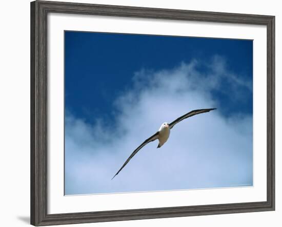 Black-Browed Albatross in Flight, Argentina-Charles Sleicher-Framed Photographic Print