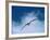 Black-Browed Albatross in Flight, Argentina-Charles Sleicher-Framed Photographic Print