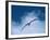 Black-Browed Albatross in Flight, Argentina-Charles Sleicher-Framed Photographic Print