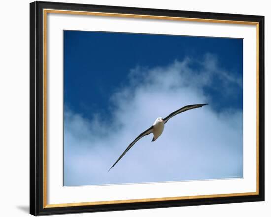 Black-Browed Albatross in Flight, Argentina-Charles Sleicher-Framed Photographic Print