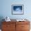 Black-browed Albatross in Flight, Falkland Islands-Charles Sleicher-Framed Photographic Print displayed on a wall